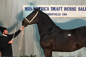 Percheron Mare brings $73,000 at the Mid-America Draft Horse Sale